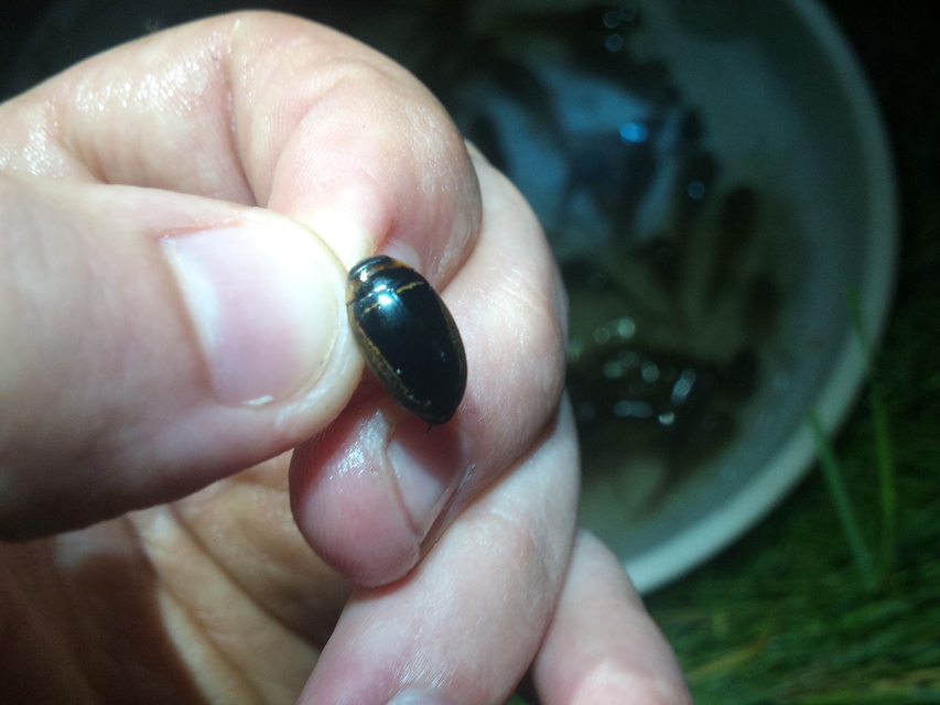 Hydaticus transversalis - harántsávos mocsáricsíkbogár