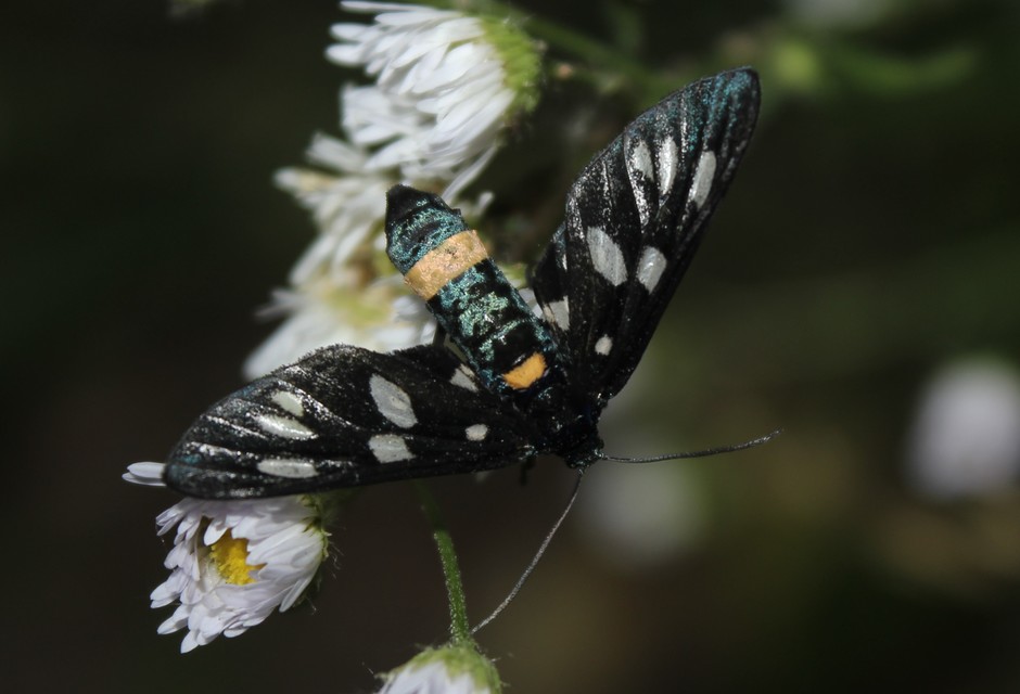 Amata phegea - fehérpettyes álcsüngőlepke