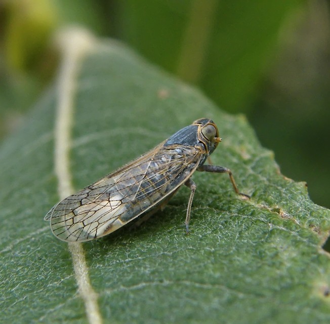 Cixiidae - recéskabócák