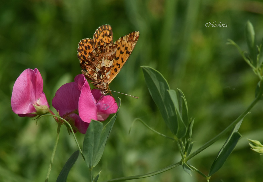Boloria dia - kis gyöngyházlepke