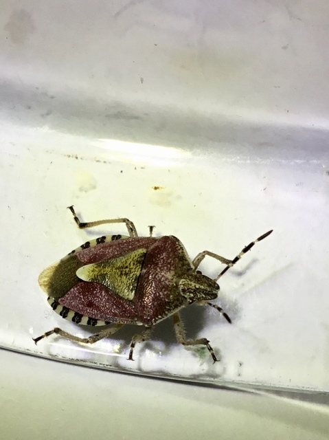 Dolycoris baccarum - közönséges bogyómászó-poloska Dolycoris baccarum - közönséges bogyómászó-poloska