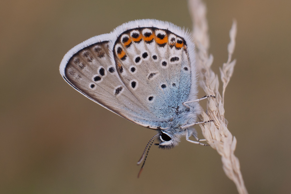 Plebejus argus - ezüstös boglárka