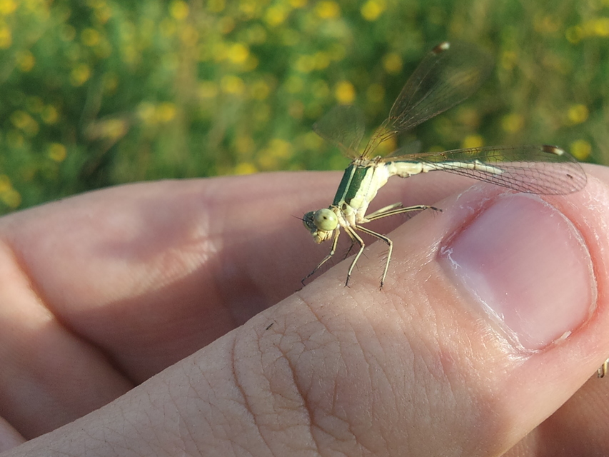 Lestes barbarus - foltosszárnyjegyű rablószitakötő