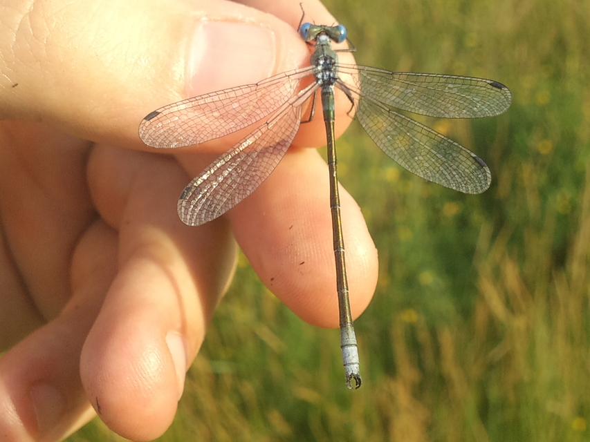 Lestes dryas - réti rablószitakötő