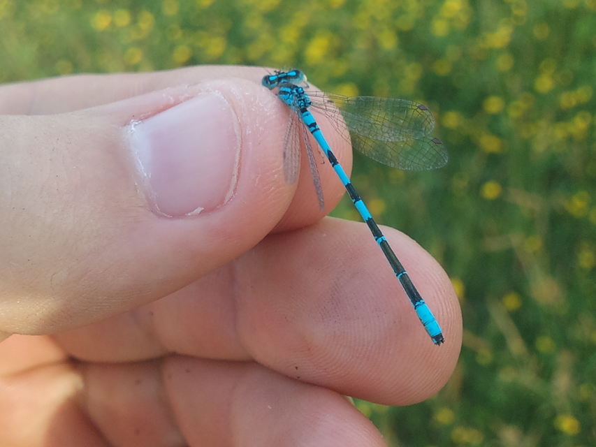 Coenagrion scitulum - mediterrán légivadász