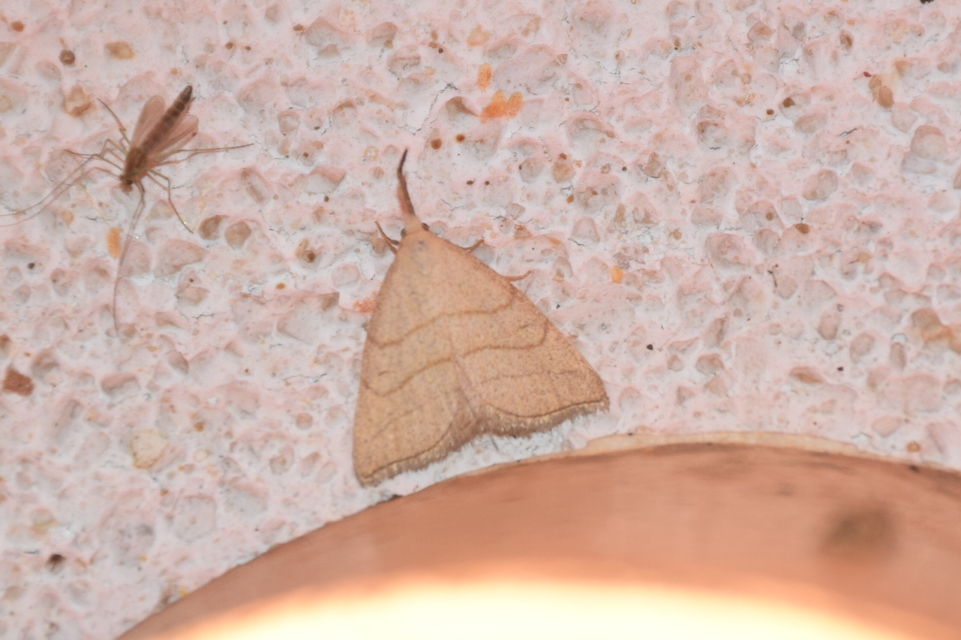 Polypogon tentacularia - sötétaljú karcsúbagoly