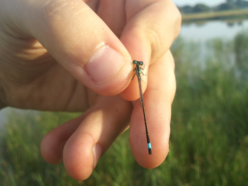 Ischnura elegans pontica - kéköves légivadász