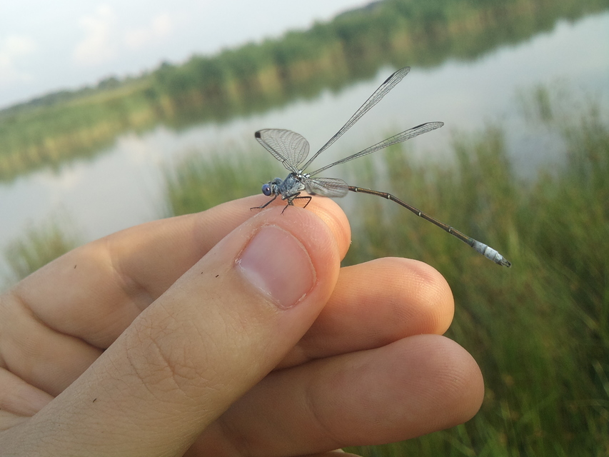 Lestes macrostigma - nagyfoltos rablószitakötő