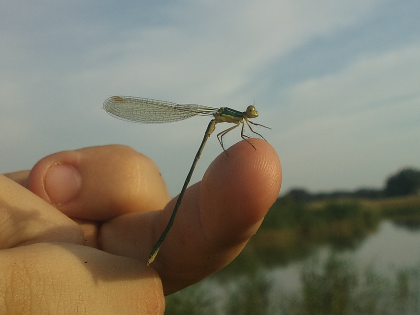 Lestes virens vestalis - kis rablószitakötő