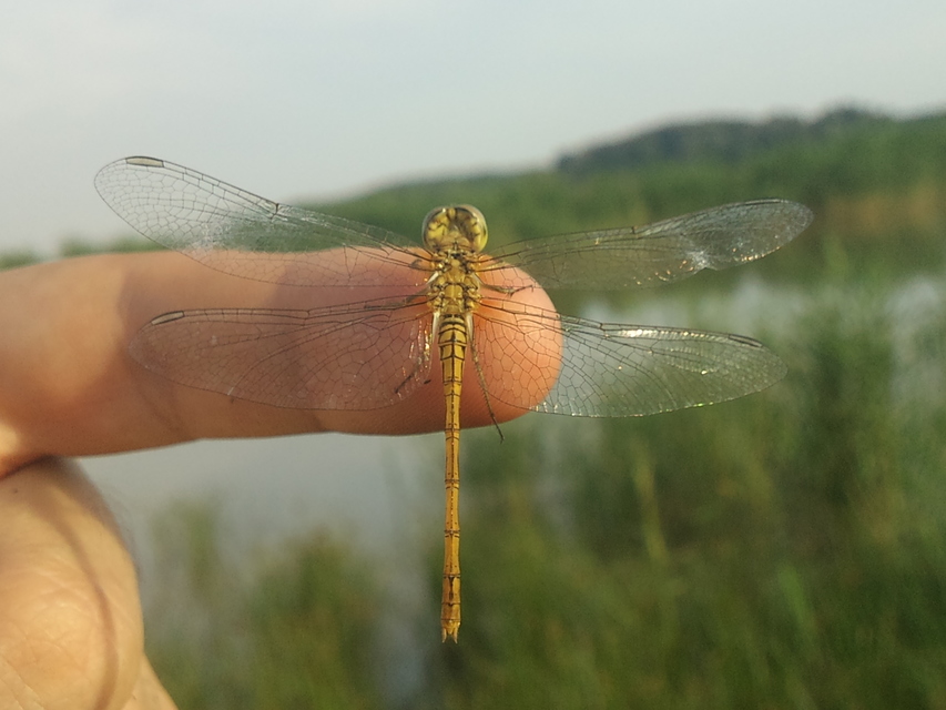 Sympetrum meridionale - fakó katona-szitakötő