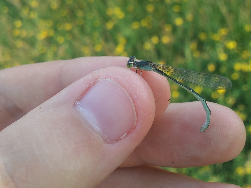 Erythromma viridulum - kis pirosszemű-légivadász