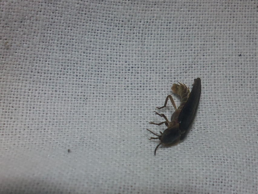 Lampyris noctiluca - nagy szentjánosbogár