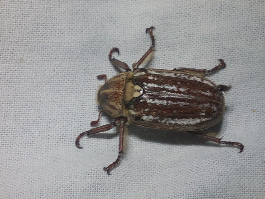 Anoxia orientalis - keleti cserebogár