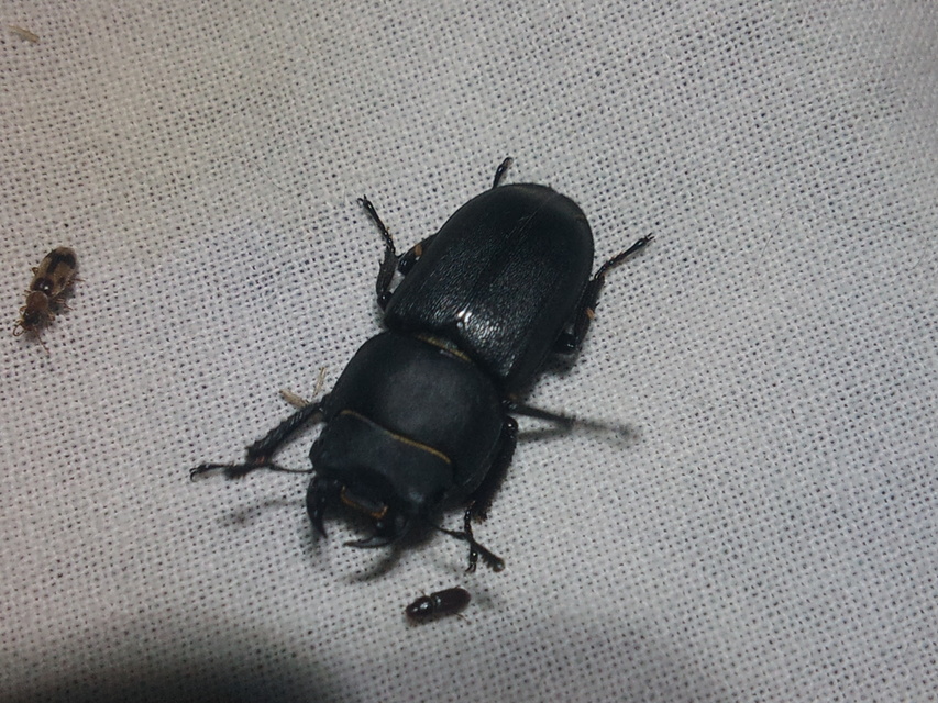 Dorcus parallelipipedus - kis szarvasbogár