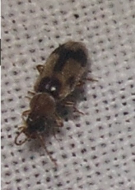 Notoxus appendicinus - déli nyakszarvúbogár