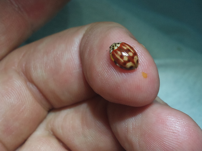 Harmonia quadripunctata - négypettyes katica