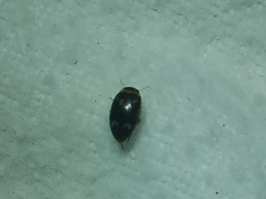 Laccophilus poecilus - tarka bukóbogár