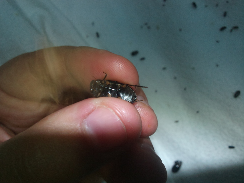Hydrochara flavipes - sárgalábú csibor