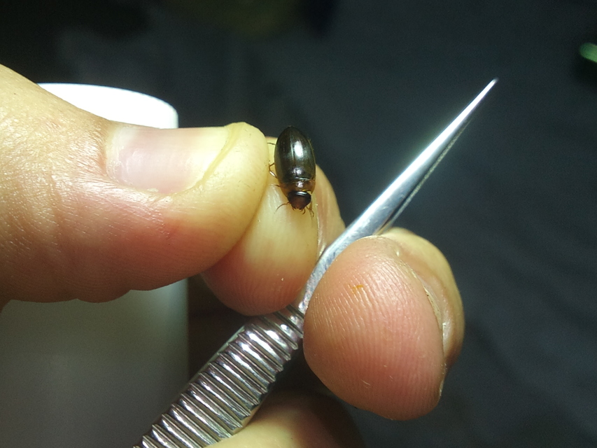 Liopterus haemorrhoidalis - rozsdás csíkbogár
