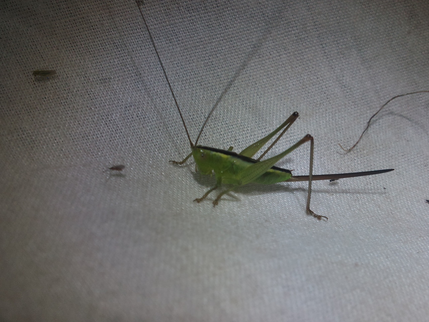 Conocephalus fuscus - kis kúpfejűszöcske