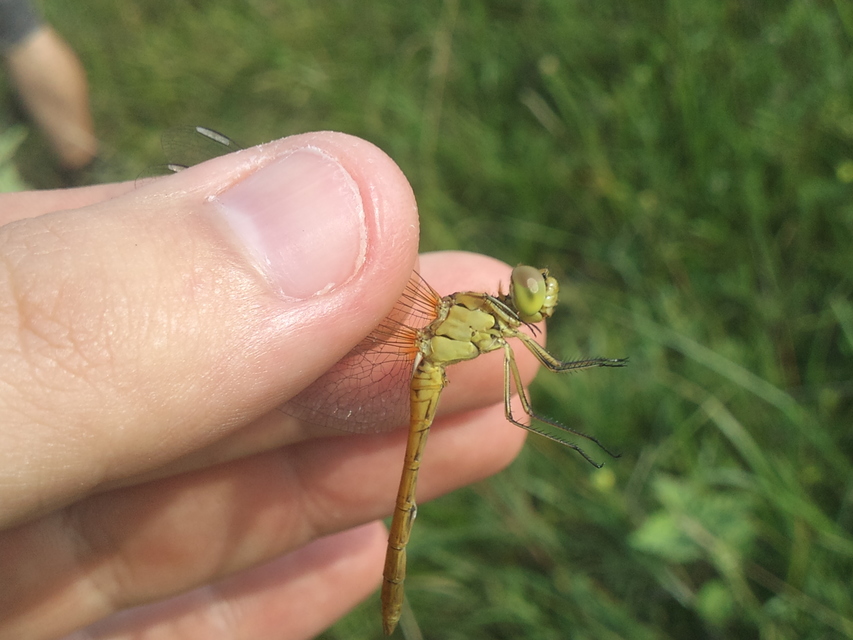 Sympetrum meridionale - fakó katona-szitakötő