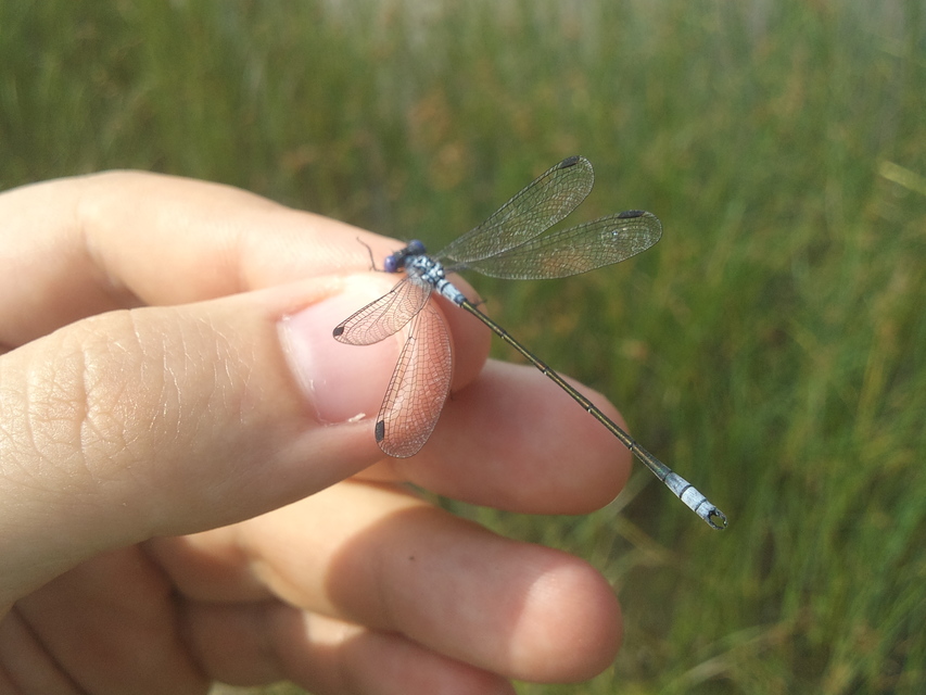Lestes macrostigma - nagyfoltos rablószitakötő