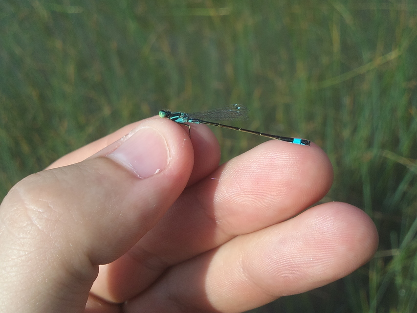 Ischnura elegans pontica - kéköves légivadász