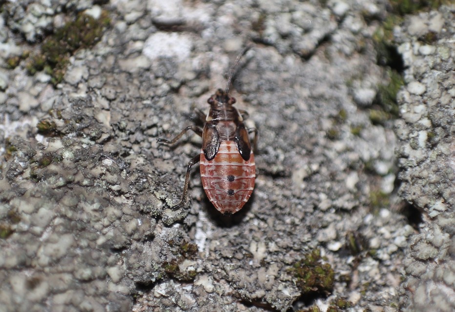 Lygaeus equestris/simulans