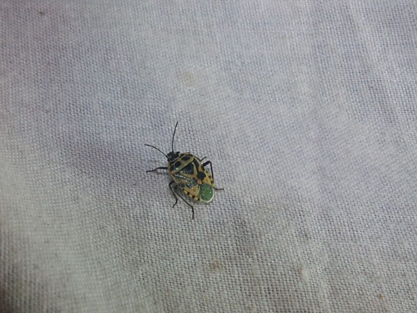 Eurydema Eurydema