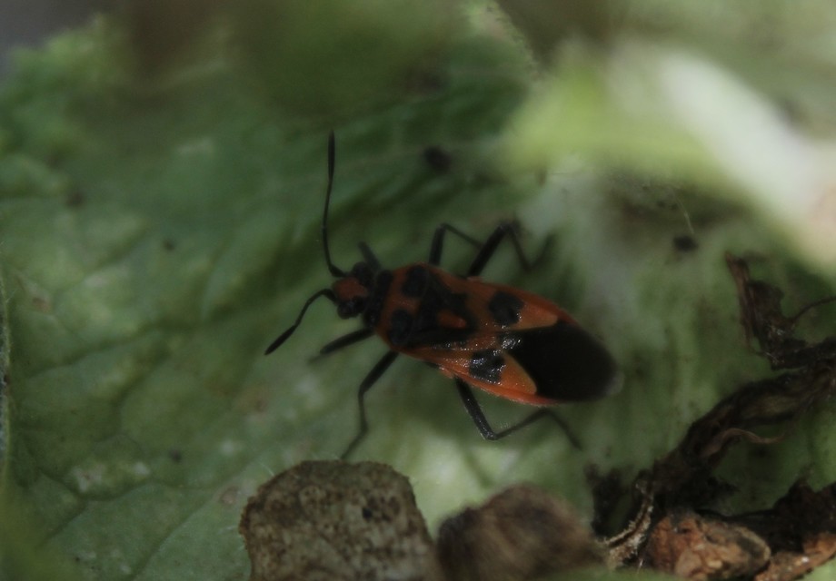 Corizus hyoscyami - piros karimáspoloska