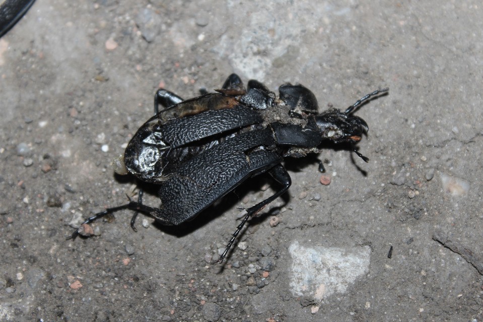 Carabus coriaceus - bőrfutrinka