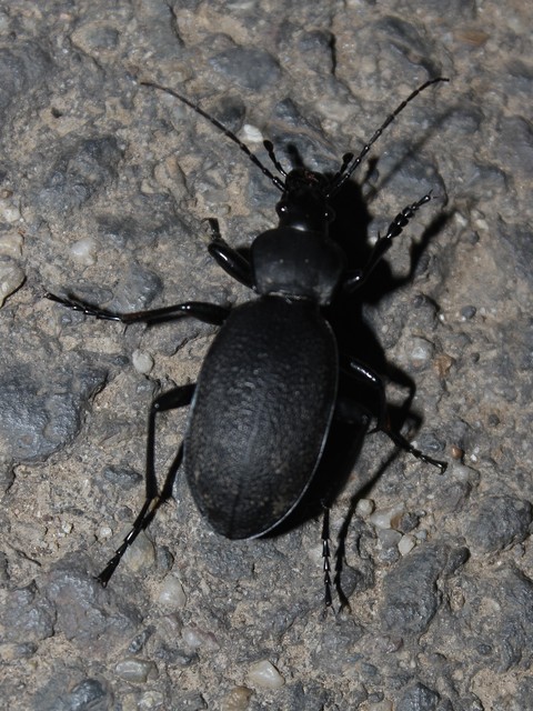 Carabus coriaceus - bőrfutrinka