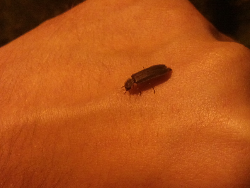 Lampyris noctiluca - nagy szentjánosbogár