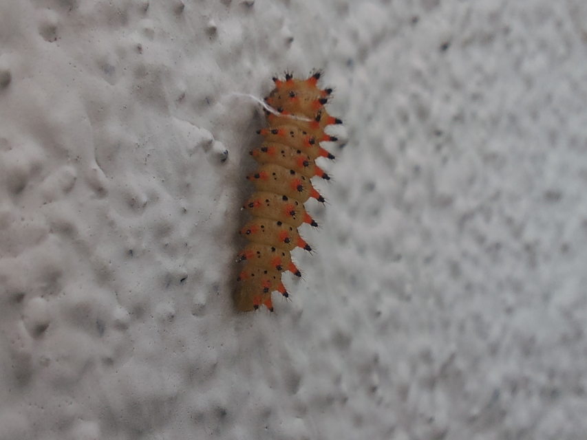 Zerynthia polyxena - farkasalmalepke