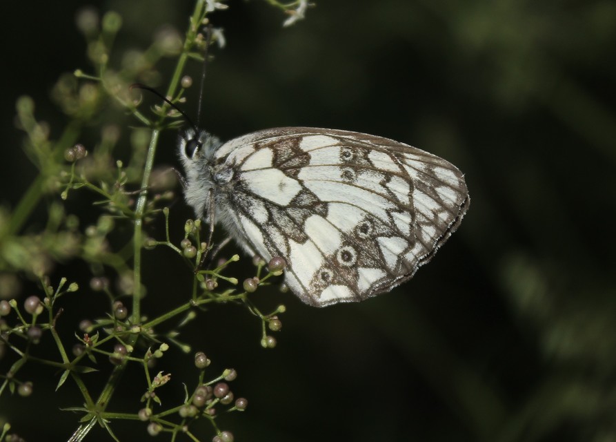 Melanargia galathea - sakktáblalepke
