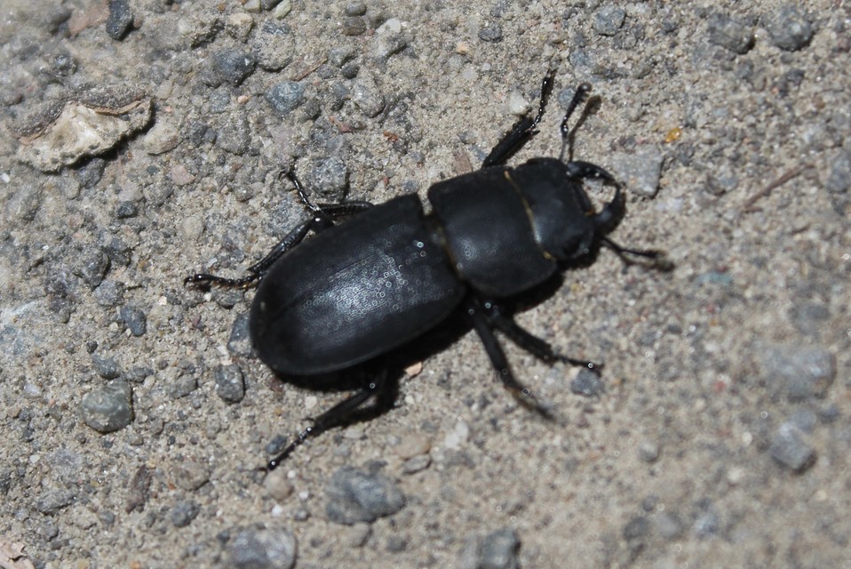 Dorcus parallelipipedus - kis szarvasbogár
