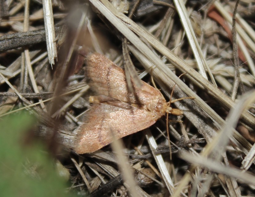 Stemmatophora brunnealis - barna fényilonca