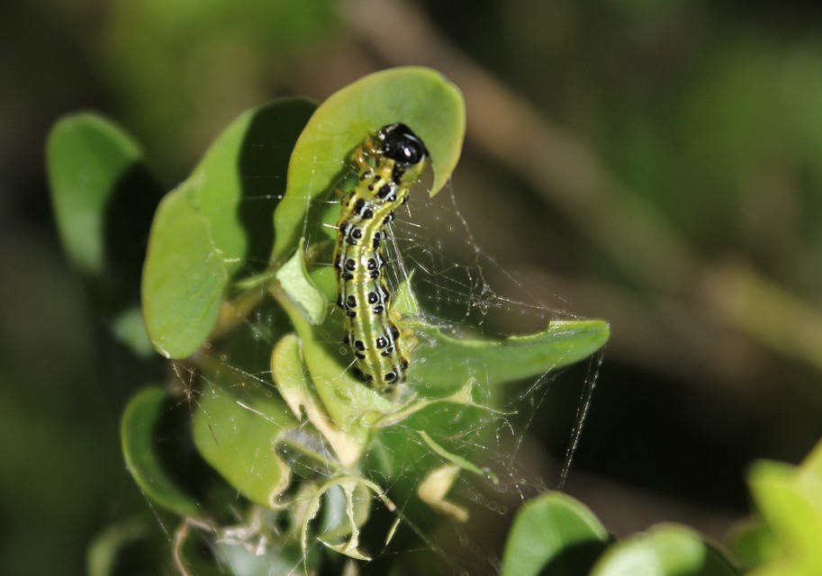 Cydalima perspectalis - puszpáng-tűzmoly