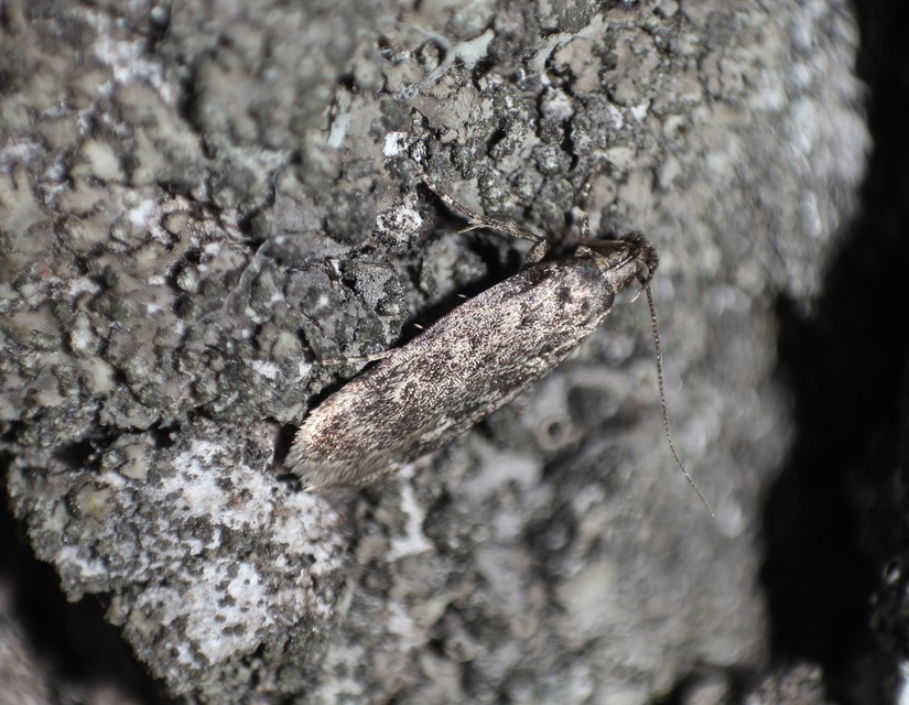 Gelechiidae - sarlósajkú-molylepkefélék