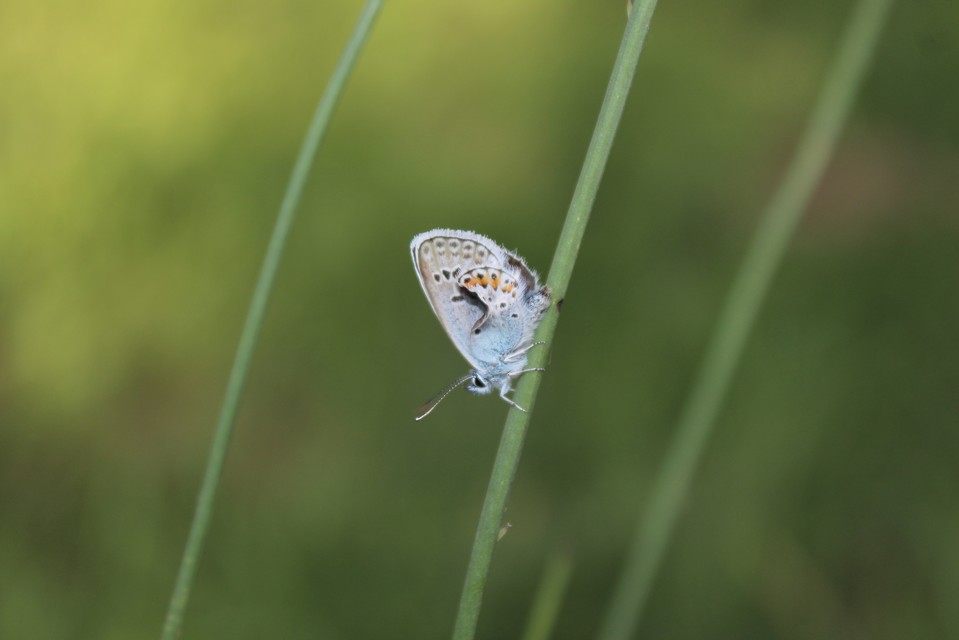 Plebejus argus - ezüstös boglárka