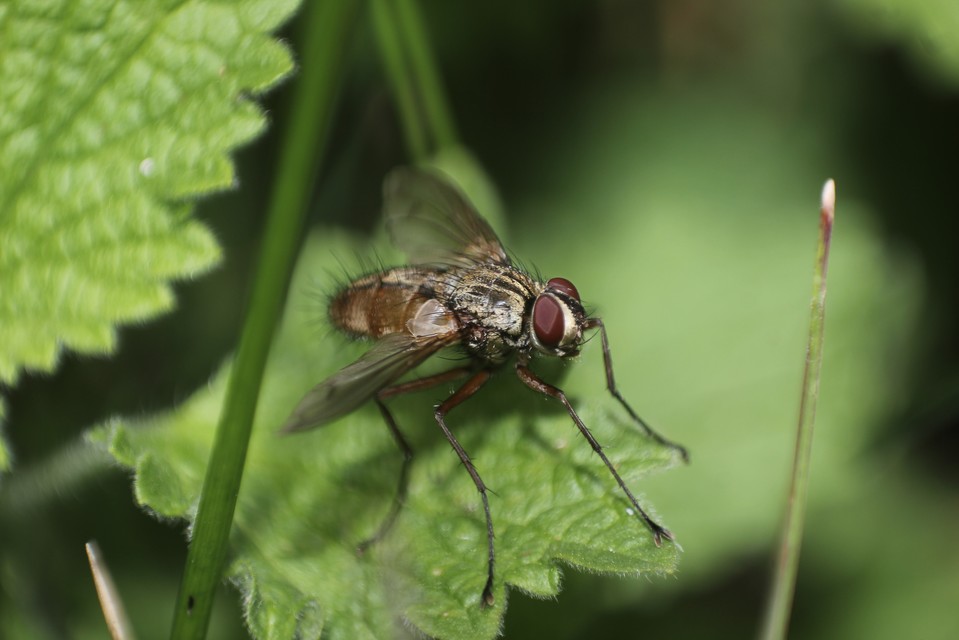 Dexia rustica - cserebogár-fürkészlégy