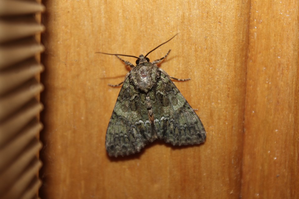 Polyphaenis sericata - selyemfényű erdeibagoly