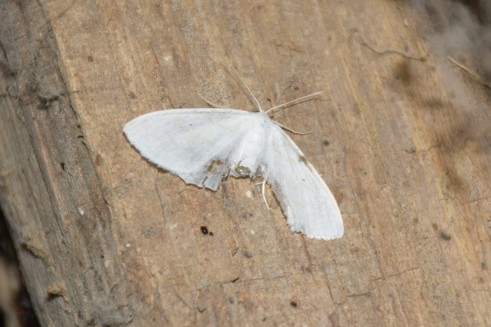 Scopula subpunctaria - törtvonalas sávosaraszoló