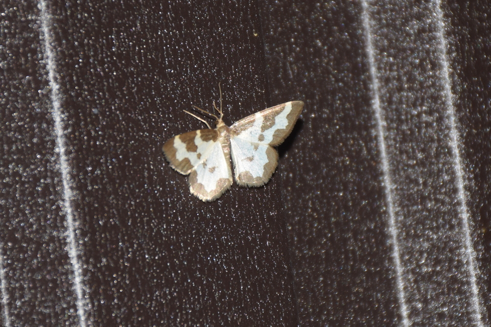 Lomaspilis marginata - szegélyes nyárfaaraszoló