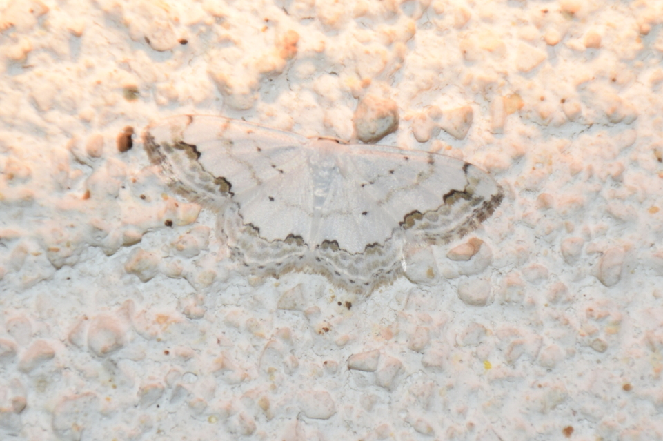 Scopula ornata - díszes fehéraraszoló