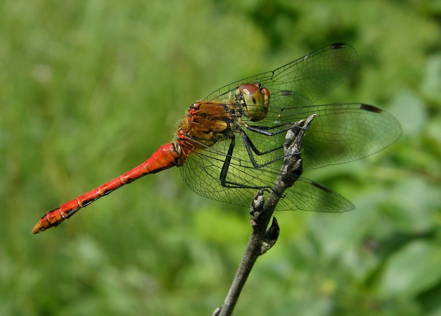 Sympetrum sanguineum - vörös katona-szitakötő