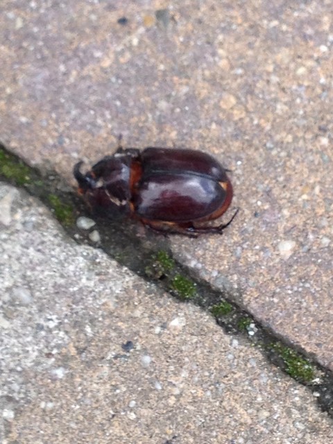 Oryctes nasicornis - orrszarvú bogár