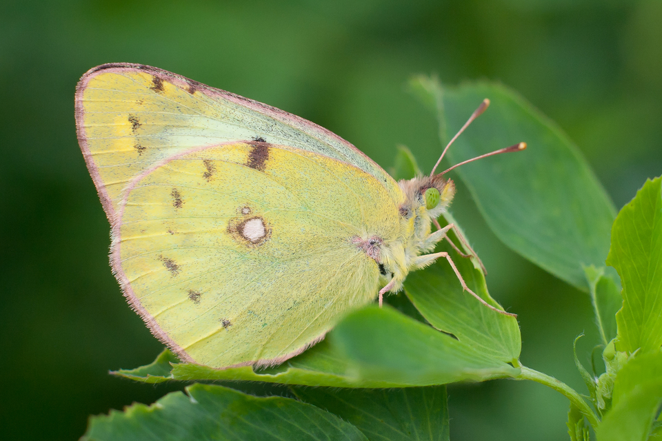 Colias