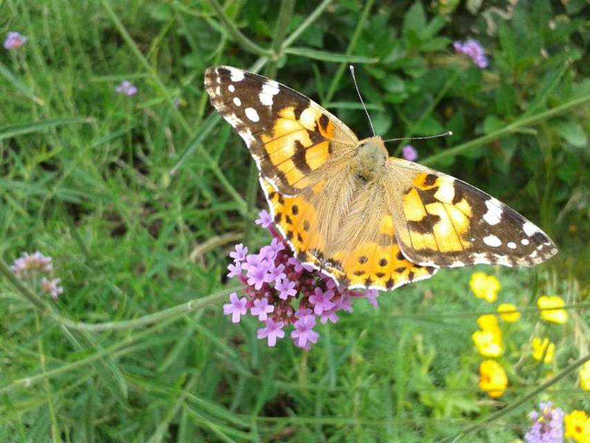 Vanessa cardui - bogáncslepke