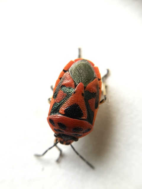 Eurydema ornata - díszespoloska Eurydema ornata - díszespoloska